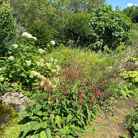 Tuenderrozsa Vendeghaz